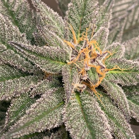 Mota Hari XX growlog photo: Hangry