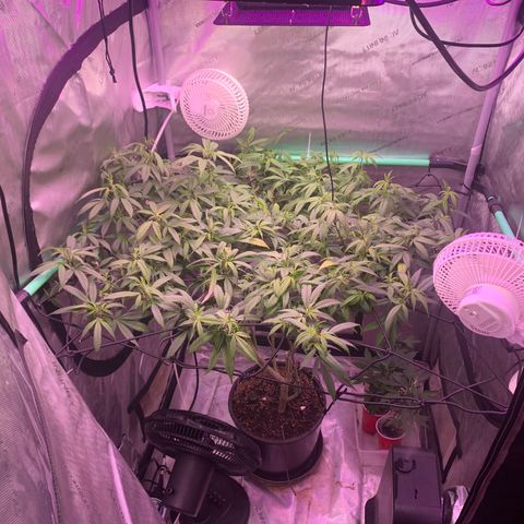 Zkittle Gpa growlog timeline photo