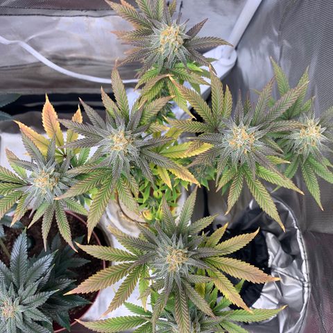 Mota Hari XX growlog photo: Hangry