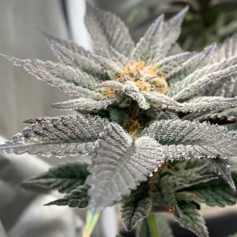 Mota Hari XX growlog photo: Wk8 budding, turned up lights 100%