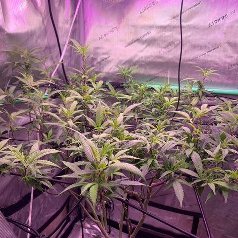 Zkittle Gpa growlog photo: Popped back up