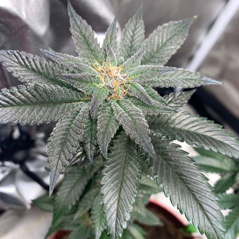 Mota Hari XX growlog photo: Hangry