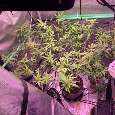 Zkittle Gpa growlog photo: Popped back up