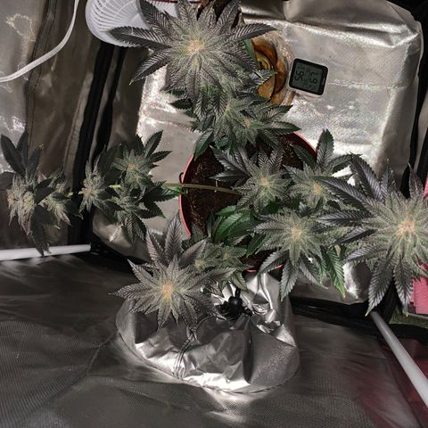 Mota Hari XX growlog photo: Wk8 budding, turned up lights 100%