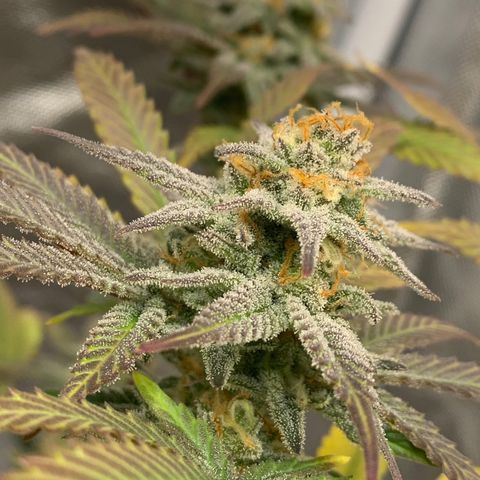 Mota Hari XX growlog photo: Hangry