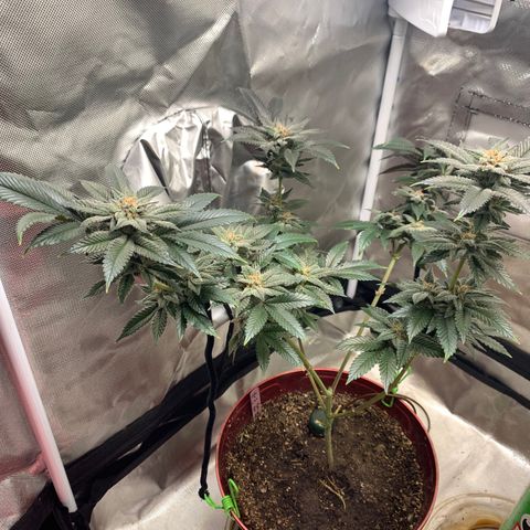 Mota Hari XX growlog photo: Hangry