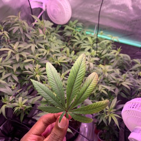 Zkittle Gpa growlog photo: Hard Defol , flip prep