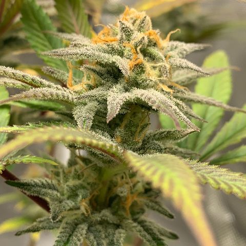 Mota Hari XX growlog photo: Hangry