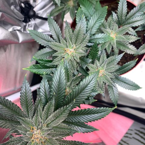 Mota Hari XX growlog photo: Hangry
