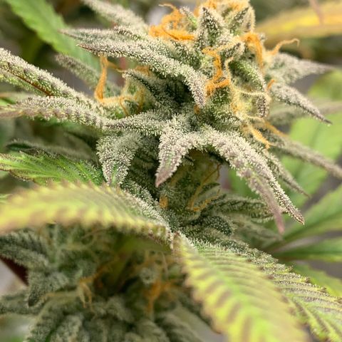 Mota Hari XX growlog photo: Hangry
