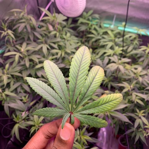 Zkittle Gpa growlog photo: Hard Defol , flip prep