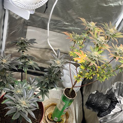 Mota Hari XX growlog photo: Wk 8, turned lights to 100%