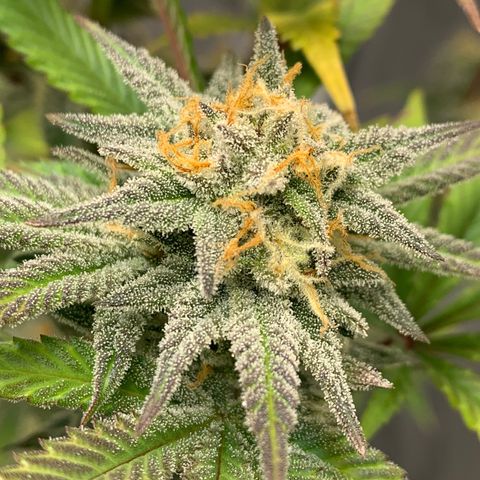 Mota Hari XX growlog photo: Hangry