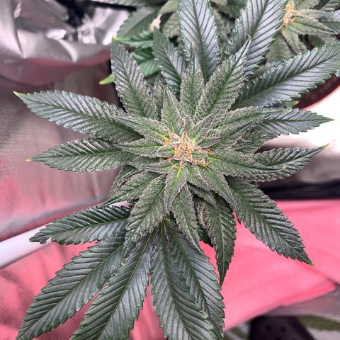 Mota Hari XX growlog photo: Hangry