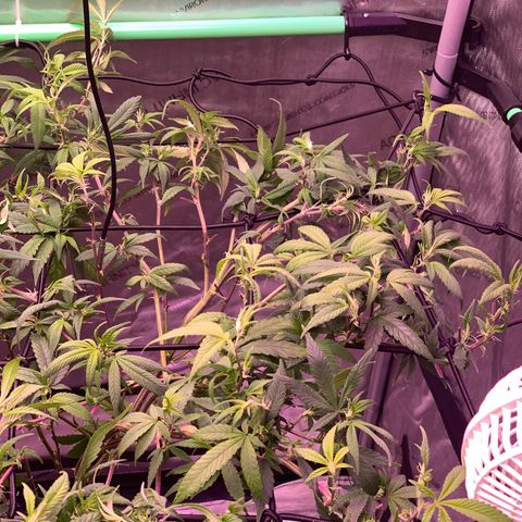 Zkittle Gpa growlog photo: Hard Defol, prepping to flip