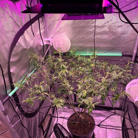 Zkittle Gpa growlog photo: Hard Defol, prepping to flip