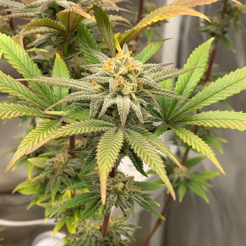 Mota Hari XX growlog photo: Hangry
