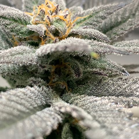 Mota Hari XX growlog photo: Wk8 budding, turned up lights 100%