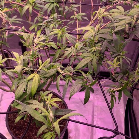Zkittle Gpa growlog photo: Hard Defol, prepping to flip
