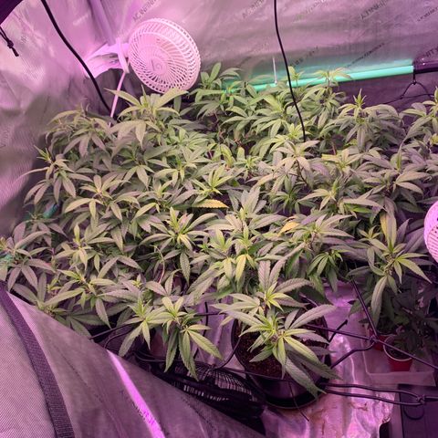 Zkittle Gpa growlog photo: Hard Defol , flip prep