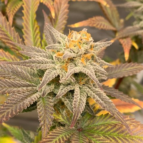 Mota Hari XX growlog photo: Getting there frosty asl