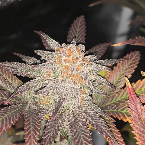 Mota Hari XX growlog photo: Last week, checking trichomes