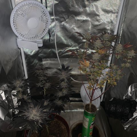 Mota Hari XX growlog photo: Last week, checking trichomes