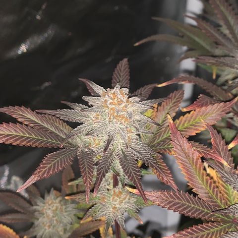Mota Hari XX growlog photo: Last week, checking trichomes