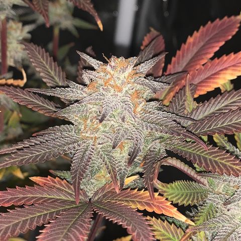 Mota Hari XX growlog photo: Last week, checking trichomes