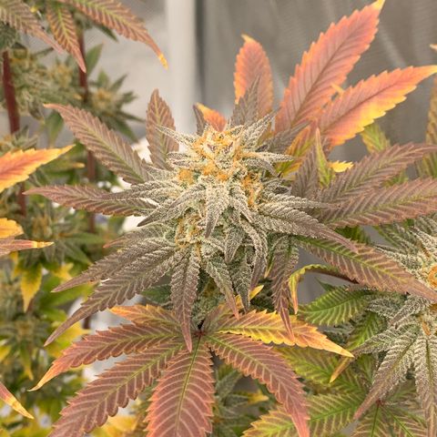 Mota Hari XX growlog photo: Final colors