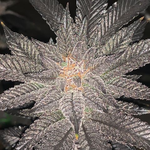 Mota Hari XX growlog photo: Last week, checking trichomes