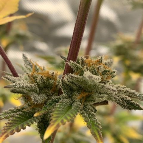 Mota Hari XX growlog photo: Last lap