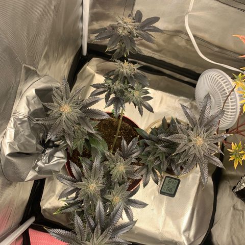 Mota Hari XX growlog photo: Last lap