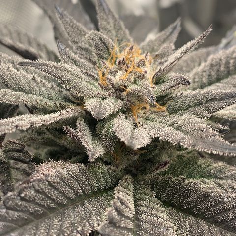 Mota Hari XX growlog photo: Last lap