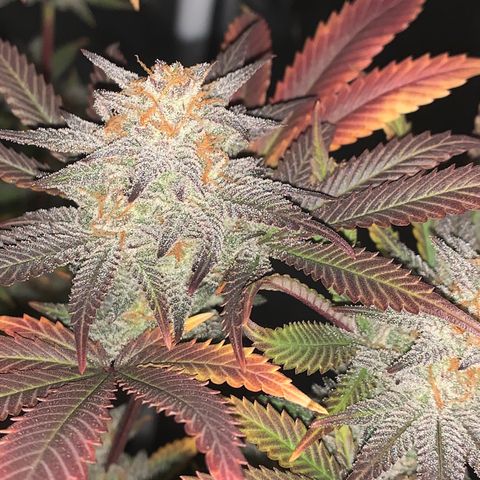 Mota Hari XX growlog photo: Last week, checking trichomes