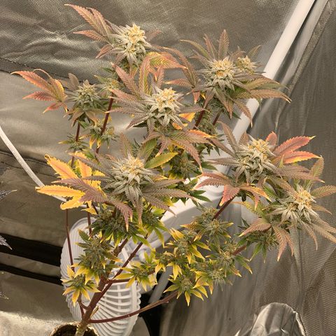 Mota Hari XX growlog photo: Final colors