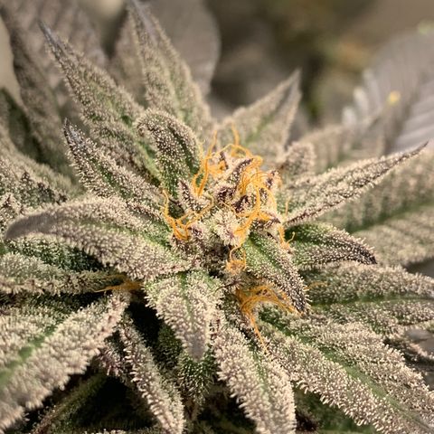 Mota Hari XX growlog photo: Getting there frosty asl