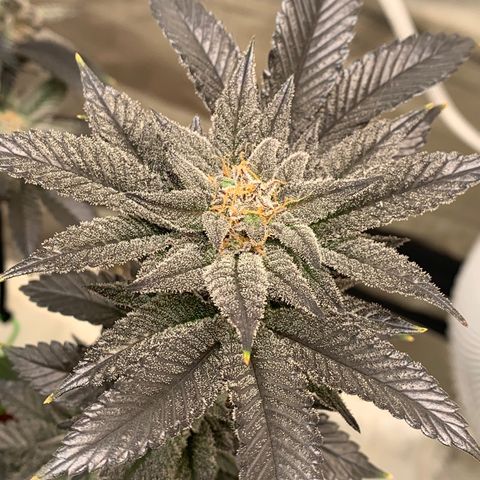 Mota Hari XX growlog photo: Final colors