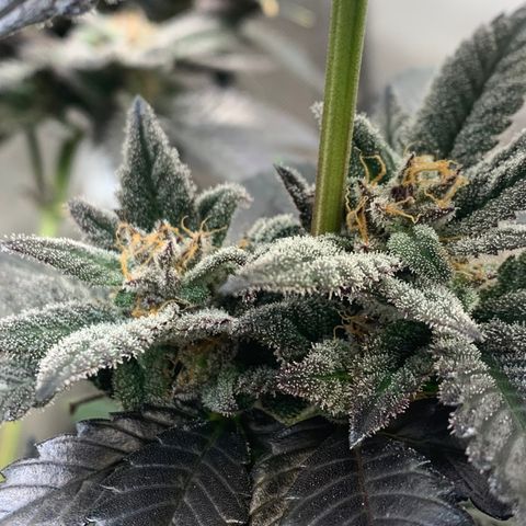 Mota Hari XX growlog photo: Last lap