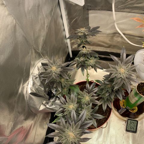 Mota Hari XX growlog photo: Getting there frosty asl