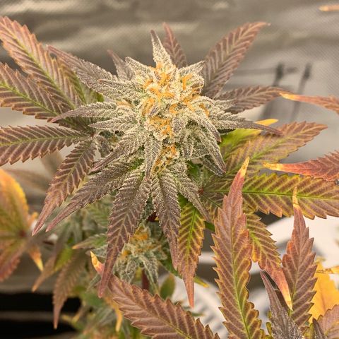 Mota Hari XX growlog photo: Final colors