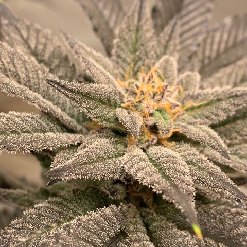 Mota Hari XX growlog photo: Getting there frosty asl