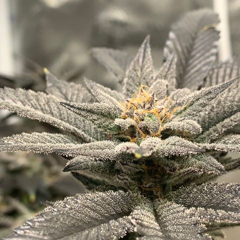 Mota Hari XX growlog photo: Last lap