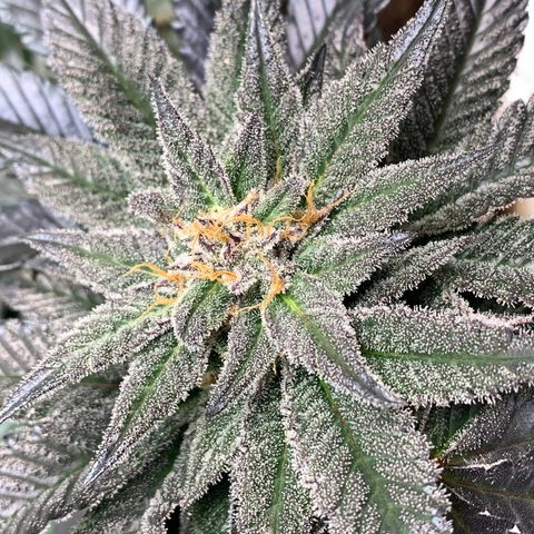Mota Hari XX growlog photo: Wk8 budding, turned up lights 100%