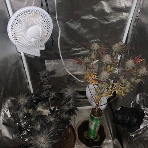 Mota Hari XX growlog photo: Last week, checking trichomes