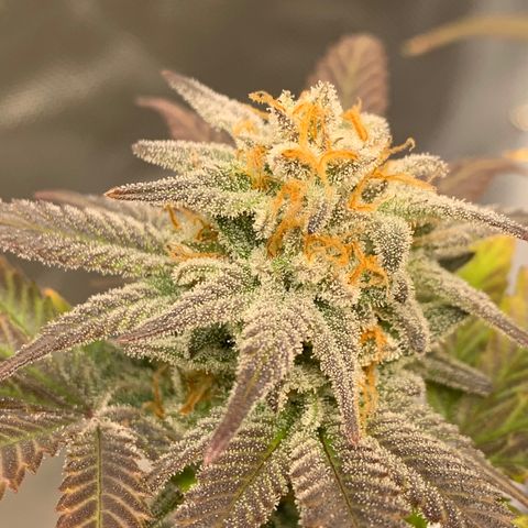 Mota Hari XX growlog photo: Getting there frosty asl