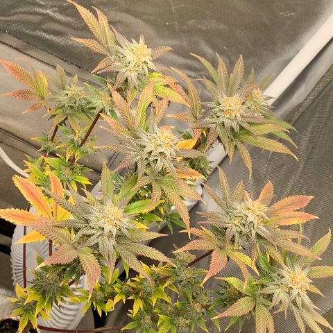 Mota Hari XX growlog photo: Wk 8, turned lights to 100%