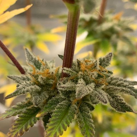 Mota Hari XX growlog photo: Last lap