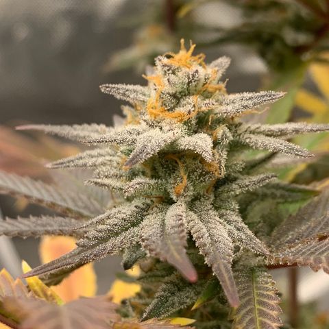 Mota Hari XX growlog photo: Last lap