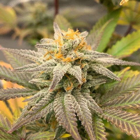 Mota Hari XX growlog photo: Wk 8, turned lights to 100%